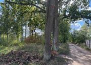 Działka siedliskowa 1,4 ha koło Radzymina miniaturka 6