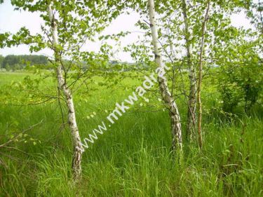 Mokas, 890 000 zł, 2.62 ha, budowlana
