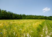 Na sprzedaż: działka 79 arów- Domosławice miniaturka 14