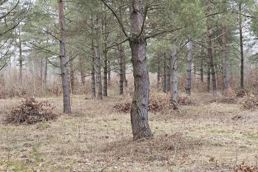 Działka pod zabudowę letniskową - Ruś gm. Morąg miniaturka 6