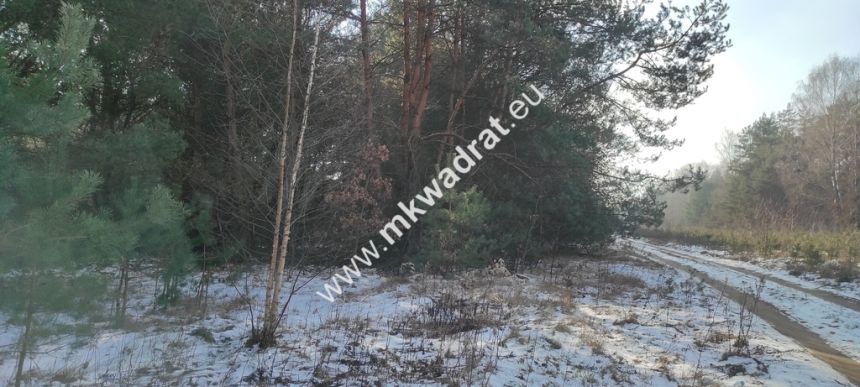 Ładna zalesiona działka z MPZP w Ojrzanowie miniaturka 3
