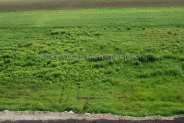 Strzeniówka, 580 000 zł, 20 ar, droga dojazdowa gruntowa