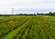 Działka inwestycyjna - wysoki  i szybki zysk miniaturka 8