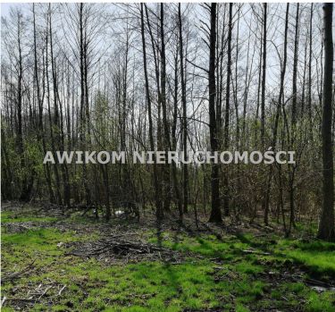 Obszerna działka w miejscowości Budy-Grzybek.