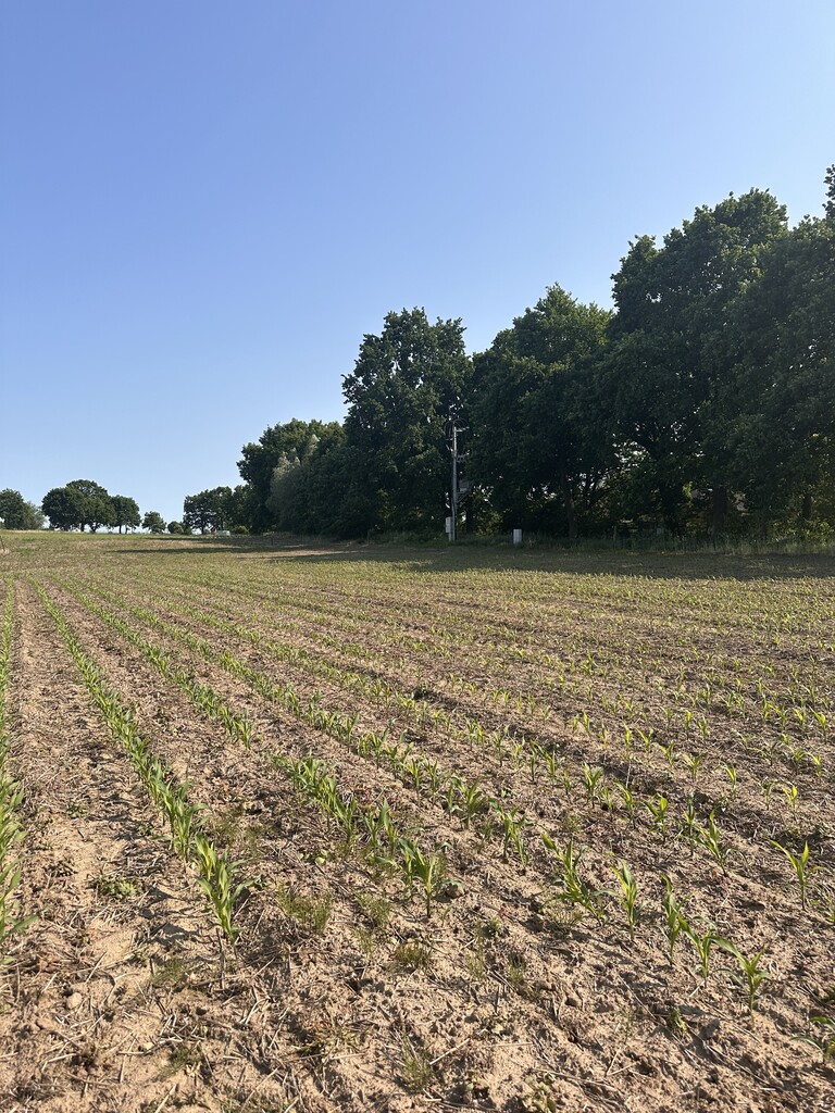 Działka z W.Zabudowy w Radzanku –Gm.Maszewo miniaturka 7