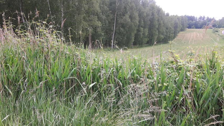 Cielętniki, 1 850 000 zł, 6.8 ha, rolno-budowlana miniaturka 3