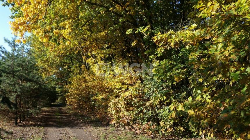 Zębice, 1 500 000 zł, 1.71 ha, zalesiona miniaturka 2