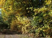 Zębice, 1 500 000 zł, 1.71 ha, zalesiona miniaturka 2