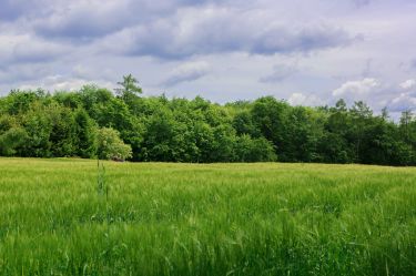 Na sprzedaż: działka 79 arów- Domosławice