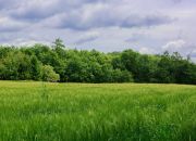 Na sprzedaż: działka 79 arów- Domosławice miniaturka 4