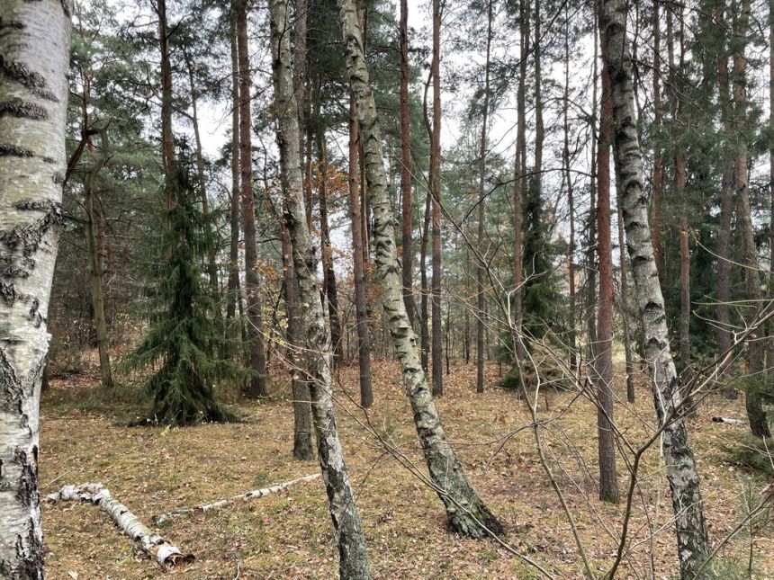 Działka letniskowa z domkiem w lesie 4 km Radzymin miniaturka 10