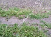 Chrzanów Mały 1500m2 miniaturka 1