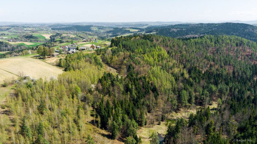 Na sprzedaż pastwisko zalesione w Jastrzębi - zdjęcie 1