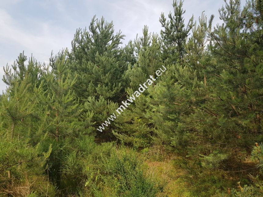 Działka 4000  m²  - usługowo-budowlana MPZP! miniaturka 5