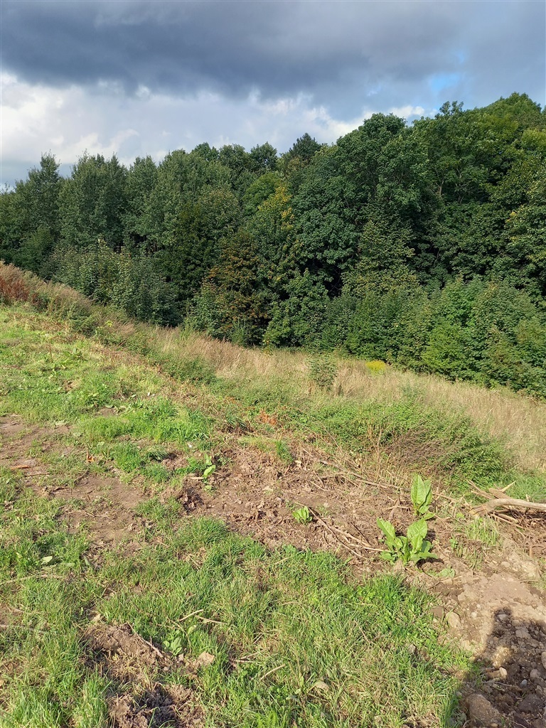 Wałbrzych Podgórze, 154 000 zł, 19.28 ar, kanalizacja w drodze miniaturka 7