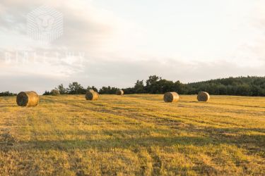 Głosków, 81 900 zł, 72 ar, droga dojazdowa gruntowa