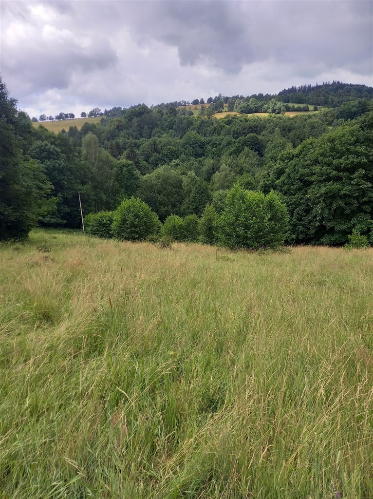 Widokowa działka otoczona lasem - brak sąsiedztwa miniaturka 4