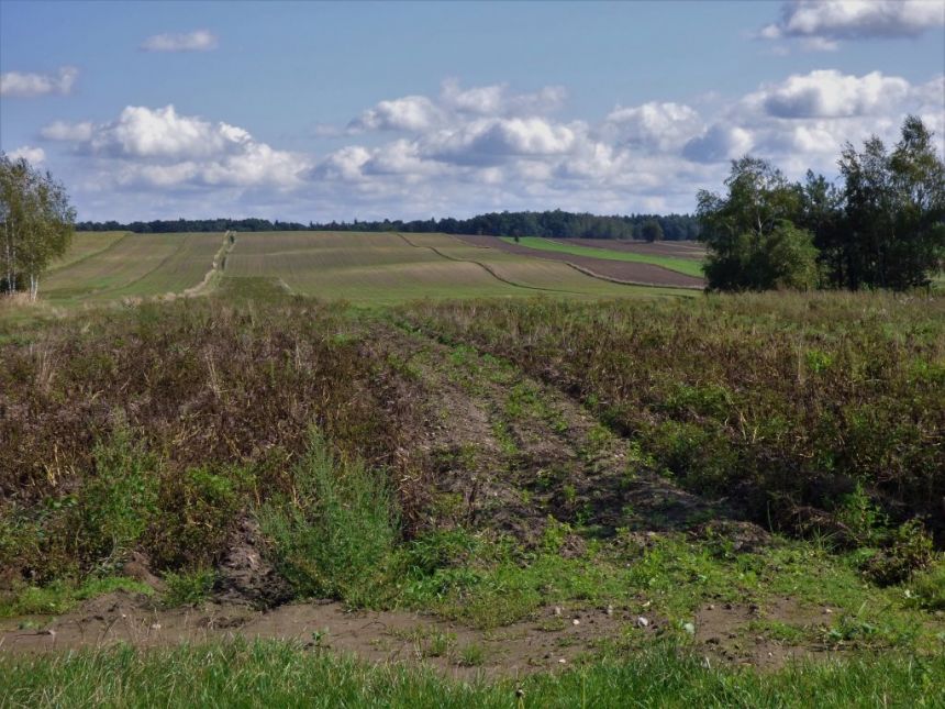 DOM 70 m2 KOBIELE WIELKIE, DZIAŁKA 6300 m2 miniaturka 4