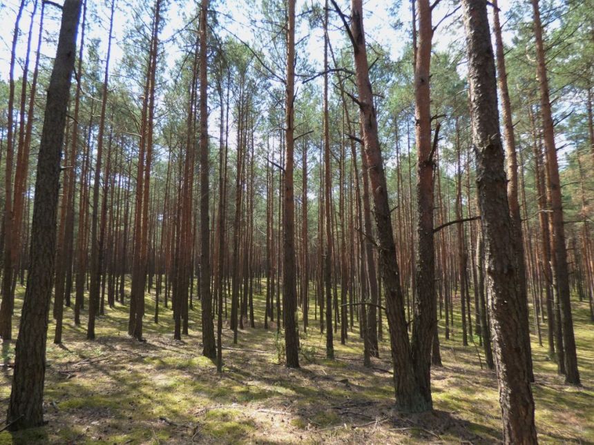 DZIAŁKA LEŚNA WÓLKA ŁĘKAWSKA miniaturka 5