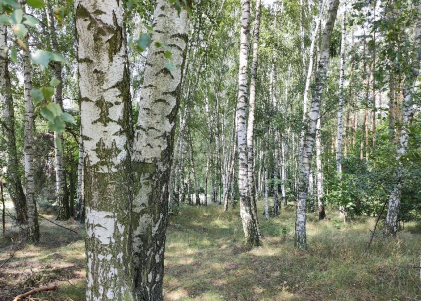 Brzuśce, 580 000 zł, 3.19 ha, bez nasadzeń miniaturka 6