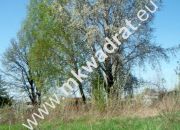 Błonie, 2 500 000 zł, 1 ha, komercyjna miniaturka 5