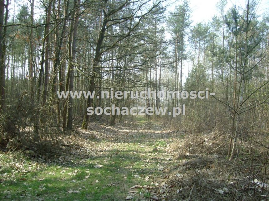 Las w Puszczy Bolimowskiej na sprzedaż miniaturka 10