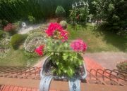 Dom z dużą działką i ogrodem  , Centrum Łomianek miniaturka 9