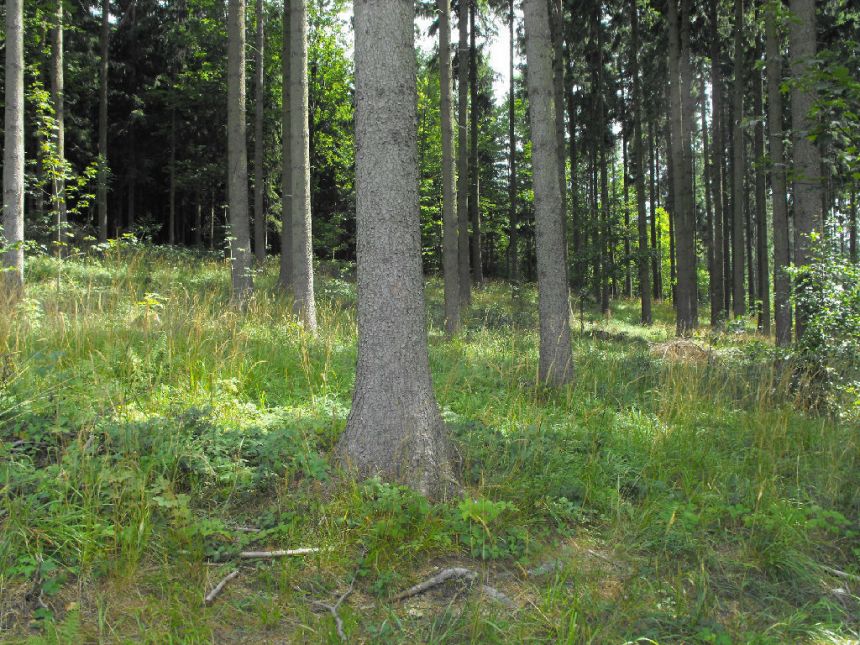 Boguszów-Gorce, 550 000 zł, 8 ha, o zróżnicowanym ukształtowaniu terenu miniaturka 3