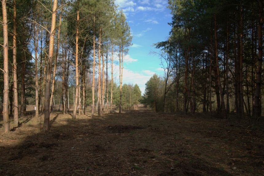 Działka 16 ar. w Wierzchosławicach - zdjęcie 1