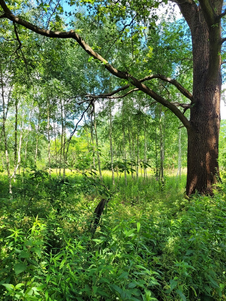 Działka 2000 m2 Kuźniczysko miniaturka 6