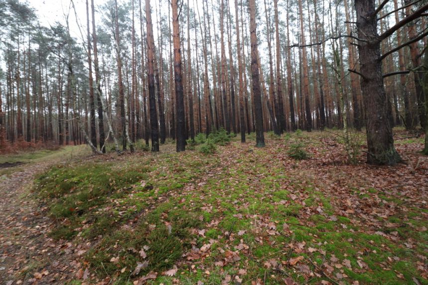 Grunt w otoczeniu lasów, Gmina Lubiszyn miniaturka 7