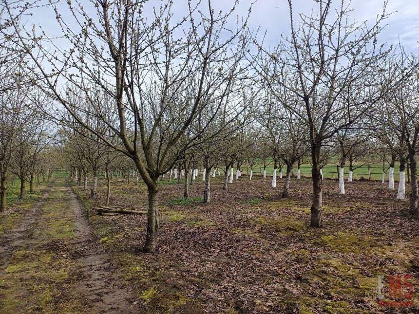 Grodzisk, 550 000 zł, 9300 m2, 5 pokoi miniaturka 9