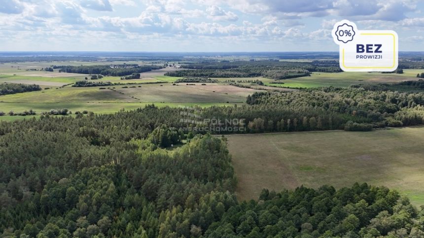 50-letni Las Brzoza Sosna Gmina Rajgród - zdjęcie 1