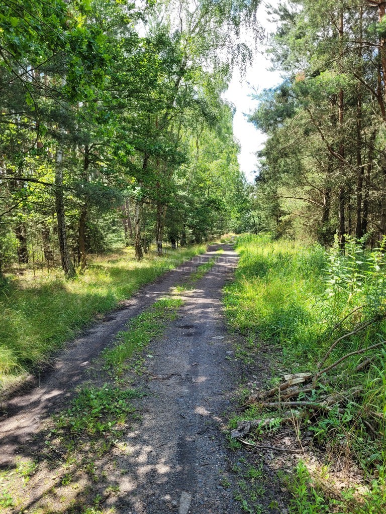 Działka 2000 m2 Kuźniczysko miniaturka 4