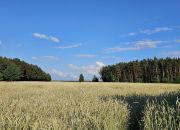 Na sprzedaż siedlisko, duża działka, gm. Ostrówek, miniaturka 12