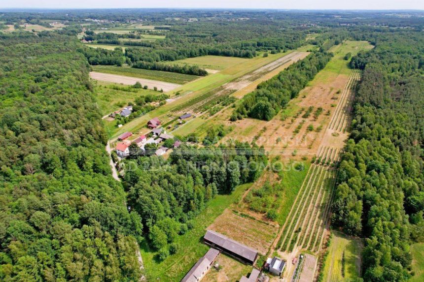 Kazimierz Dolny 2 ha lasu plus siedlisko/rekreacja miniaturka 14