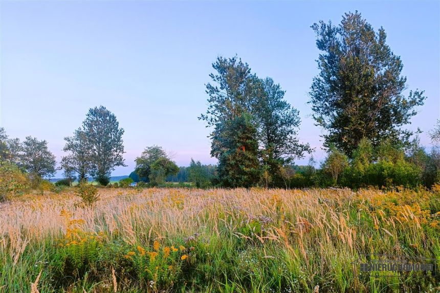 Działka letniskowa-budowlana nad jez. Wierzchowo. miniaturka 14