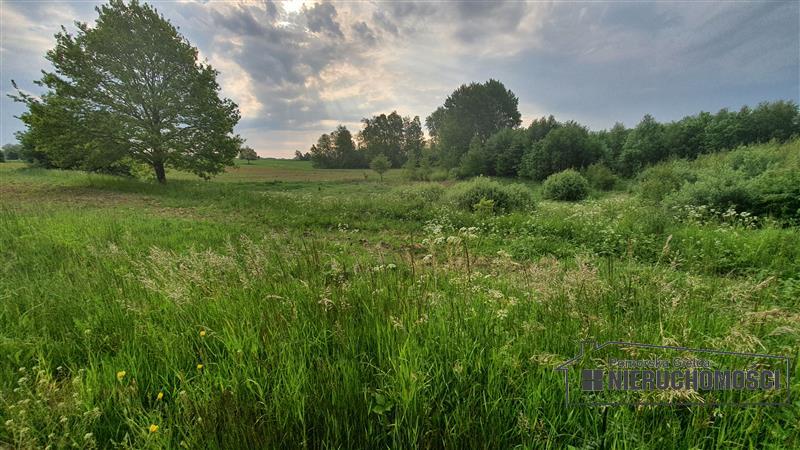 Działka siedliskowa ok. 1 km od Jeziora Pile miniaturka 15