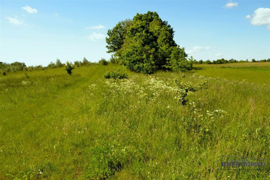 1 km od jeziora Pile - możliwość zabudowy zagrodow miniaturka 14