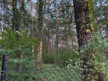 Sokolniki-Las, 271 328 zł, 16.96 ar, droga dojazdowa gruntowa