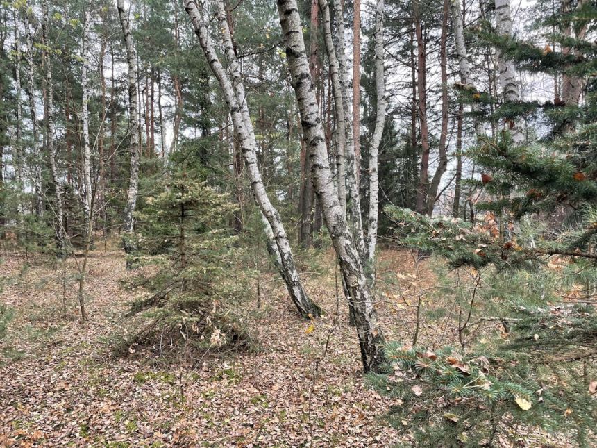 Działka letniskowa z domkiem w lesie 4 km Radzymin miniaturka 4