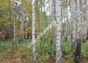 Budowlana z pięknymi drzewami | Media | Mpzp | LUX miniaturka 1