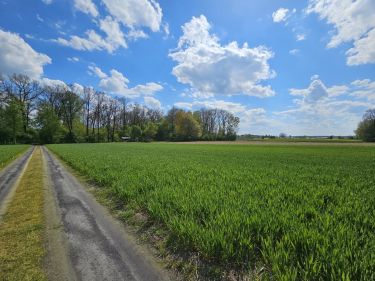 Duża działa granicząca ze ścianą lasu - Radawczyk