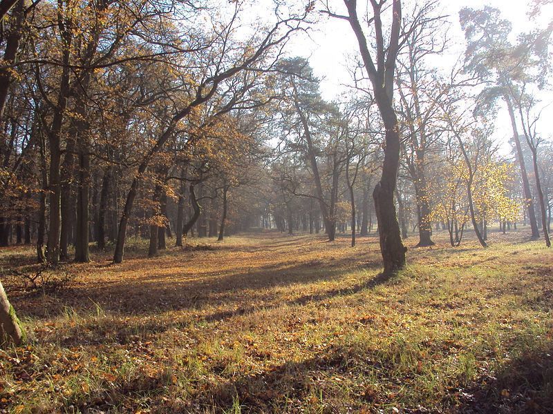 Rzędziny,2000m2,zabud. jednorodzinna,las-park. miniaturka 5