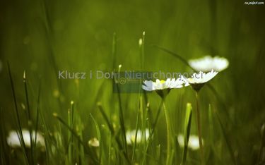 Jawczyce, 45 000 zł, 1.5 ha, przyłącze prądu