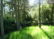 Kwiatkowice-Las, 100 000 zł, 7 ar, przyłącze prądu miniaturka 3