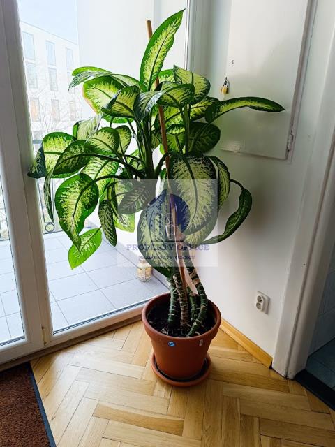 Śródmieście: biuro 29 m2 miniaturka 5