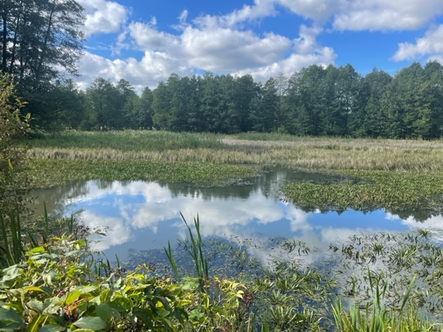 Działka 7500 M2 30 km od Warszawy, rzeka, las miniaturka 5