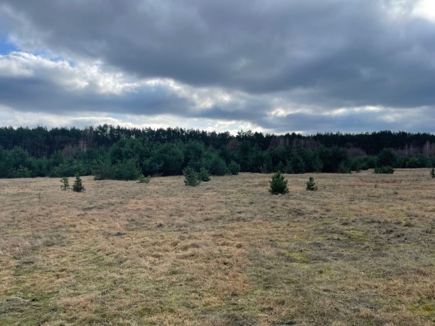 Arciechów - kształtna działka pod lasem miniaturka 4