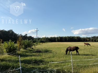 Jagodne, 165 650 zł, 33.13 ar, przyłącze prądu